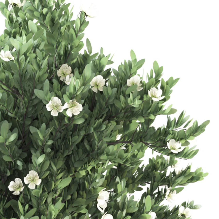 Whisper Bloom Myrtle 060 - Image 5