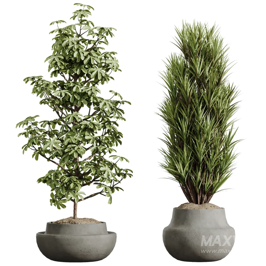 AV Indoor Plants Set 606 Bird Of Paradise Yucca Olive Schefflera Arboricola - Image 6