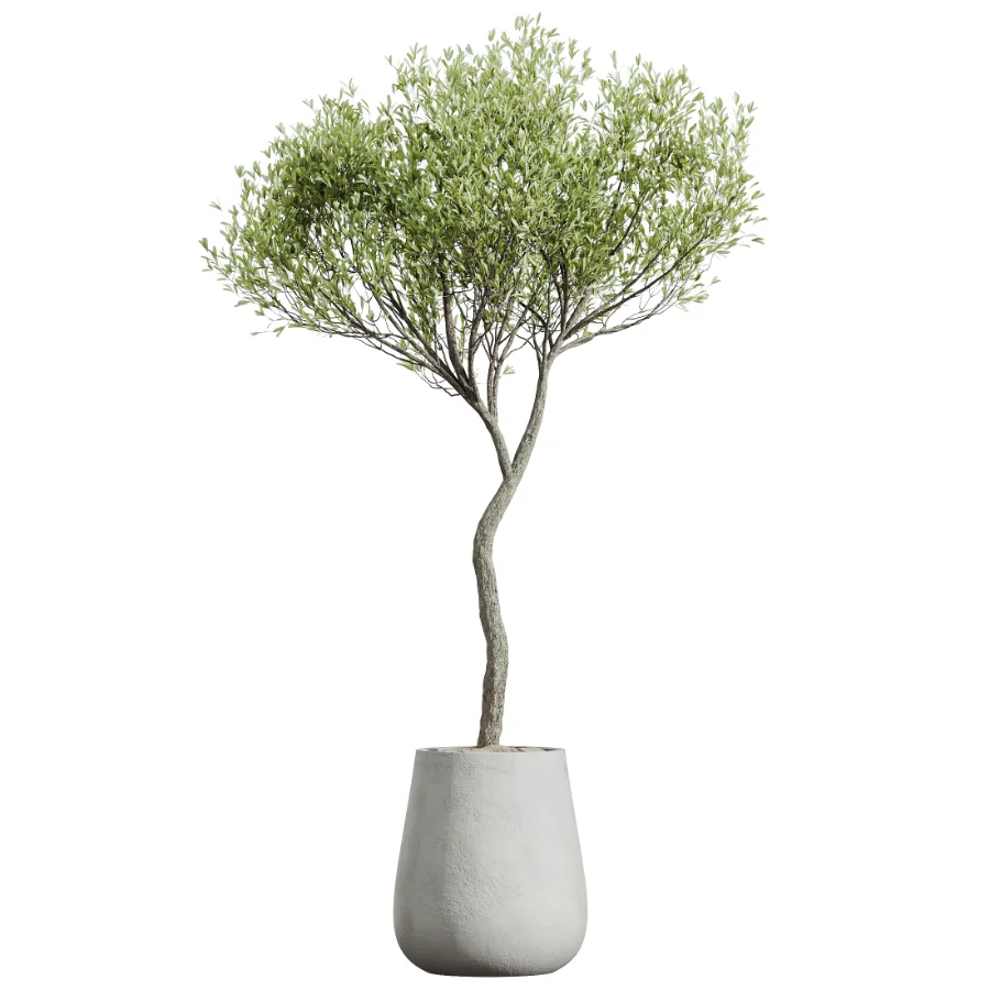 AV Indoor Plants Set 603 Chemlali Olive and Peace Lily and Olive Eucalyptus and Bird Of Paradise - Image 2