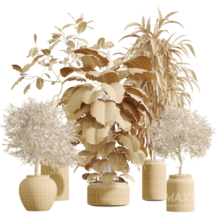 AV Indoor Plants Set 605 Ficus Binnendijkii Ficus Marginata Olive - Image 8