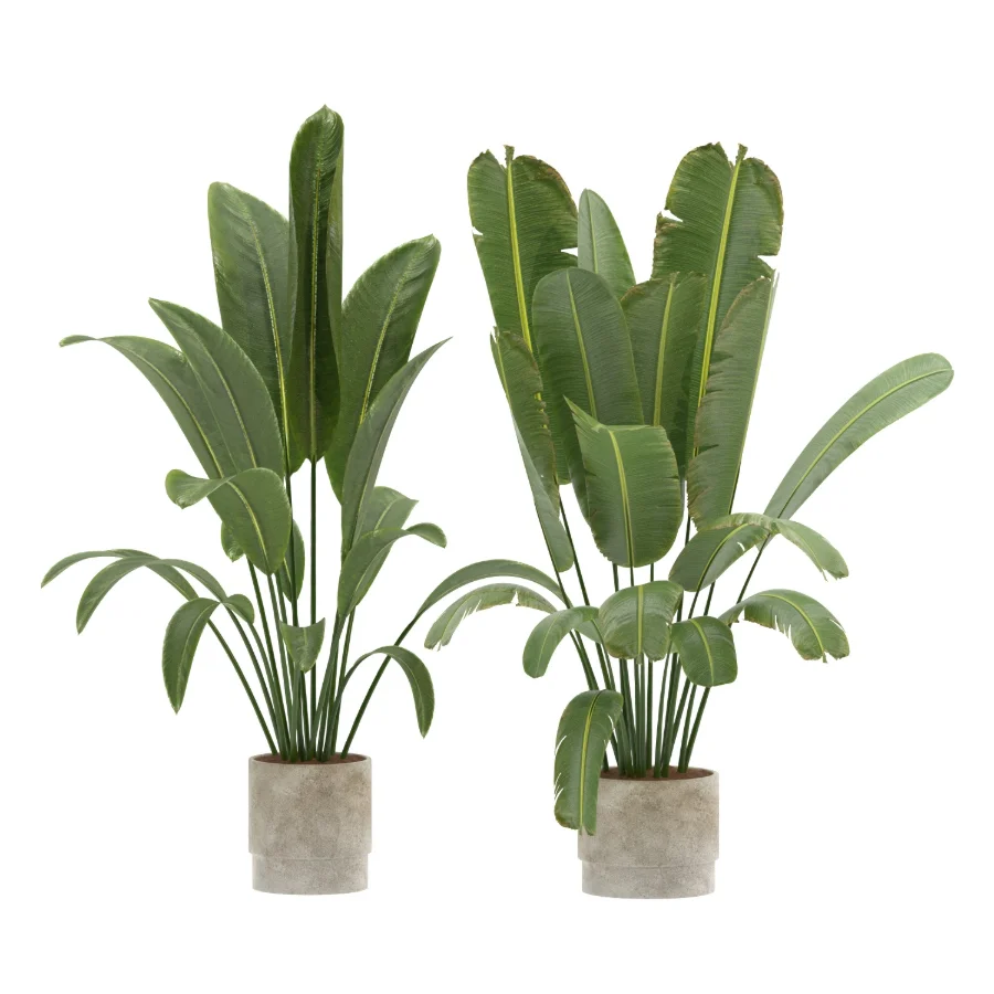Strelitzia Nicolai- Bird of Paradise-set-024 - Image 1