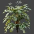 AV Plant Angiopteris Fokiensis Fern 6 Palm Bush 01 - Thumbnail 6