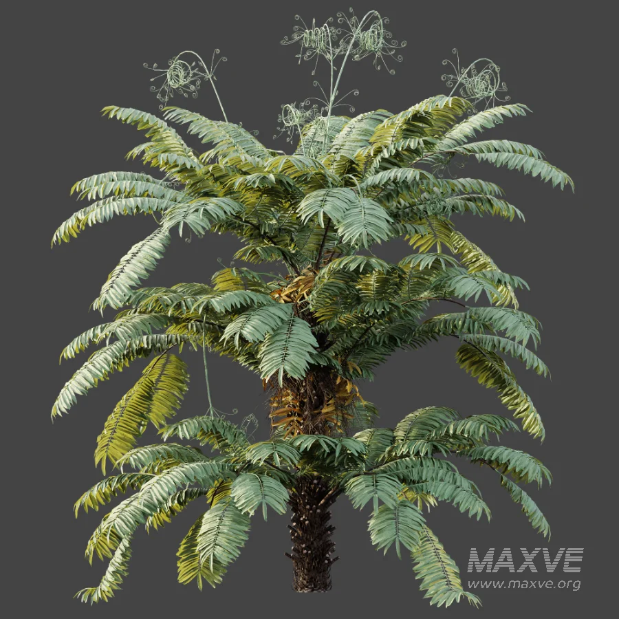 AV Plant Angiopteris Fokiensis Fern 6 Palm Bush 01 - Image 6