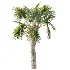 AV Plant Bismarckia Nobilisi Palm Tree 01 - Thumbnail 4