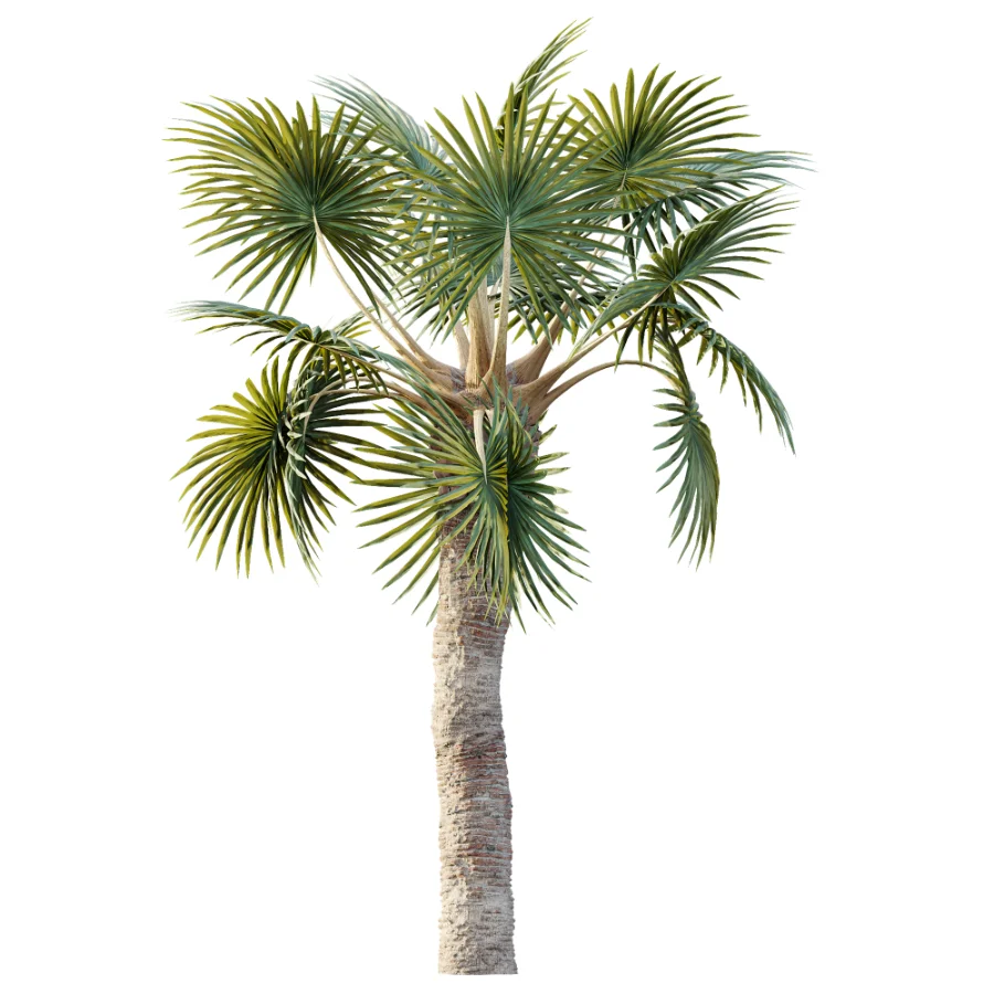 AV Plant Bismarckia Nobilisi Palm Tree 01 - Image 4