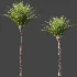 AV Plant Phoenix Canariensis Palm Tree 01 - Thumbnail 7