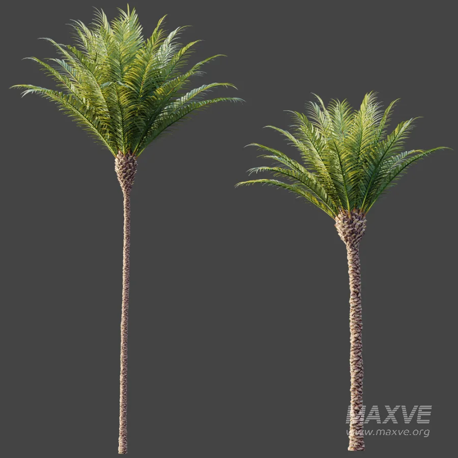 AV Plant Phoenix Canariensis Palm Tree 01 - Image 7