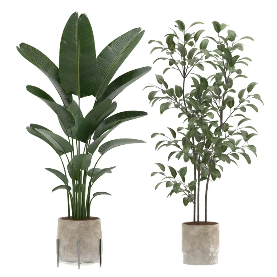 strelitzia-Nicolai-Ficus Benjamina-Plant-set-028 - Image 2