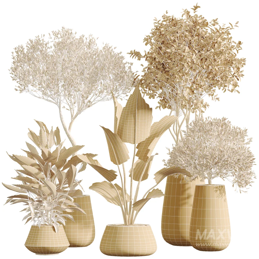 AV Indoor Plants Set 603 Chemlali Olive and Peace Lily and Olive Eucalyptus and Bird Of Paradise - Image 8
