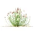 AV Plant Trichophorum Cespitosum Tufted Bulrush Rasenbinse Deer Grass - Thumbnail 2