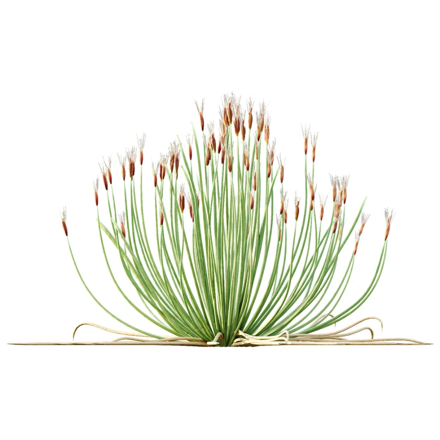 AV Plant Trichophorum Cespitosum Tufted Bulrush Rasenbinse Deer Grass - Image 2