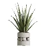 AV Indoor Plants Set 620 Aloe Vera Succulents Ruffled Fan Palm Areca Palm Briful - Thumbnail 4