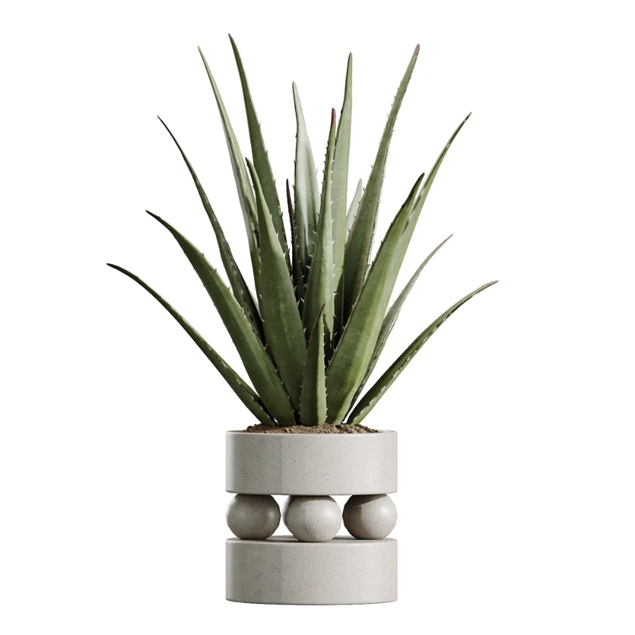 AV Indoor Plants Set 620 Aloe Vera Succulents Ruffled Fan Palm Areca Palm Briful - Image 4