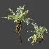 AV Plant Brainea Insignis Fern Palm Tree 02 - Thumbnail 2