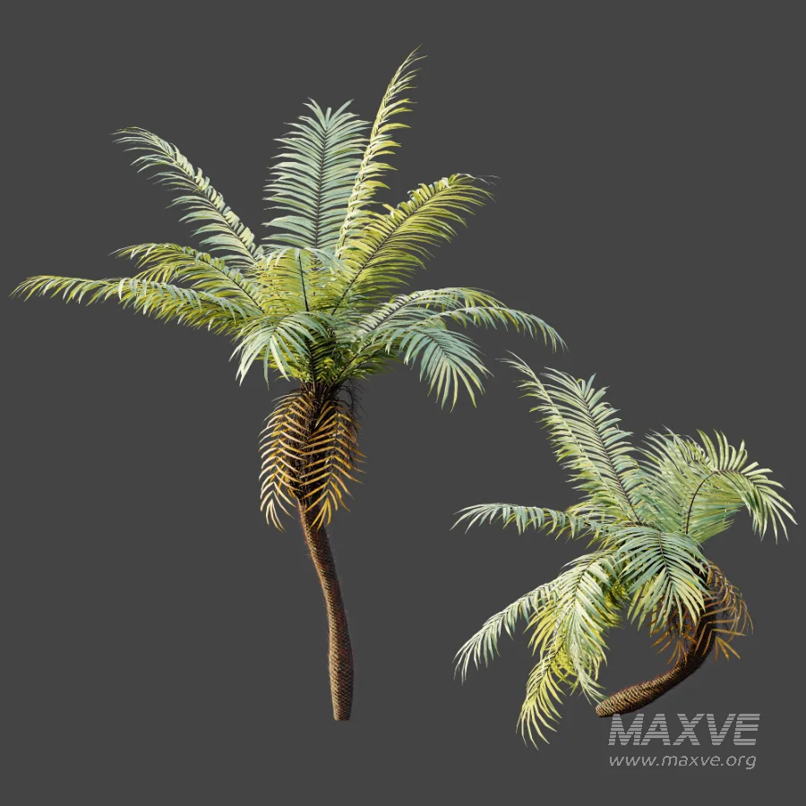 AV Plant Brainea Insignis Fern Palm Tree 02 - Image 2