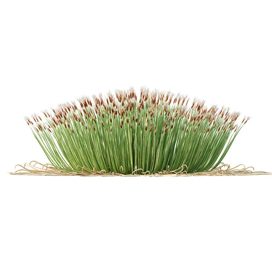AV Plant Trichophorum Cespitosum Tufted Bulrush Rasenbinse Deer Grass - Image 4
