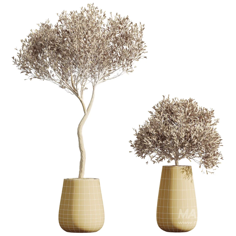 AV Indoor Plants Set 603 Chemlali Olive and Peace Lily and Olive Eucalyptus and Bird Of Paradise - Image 7