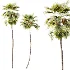 AV Plant Saribus Rotundifolius Palm Tree 01 - Thumbnail 1