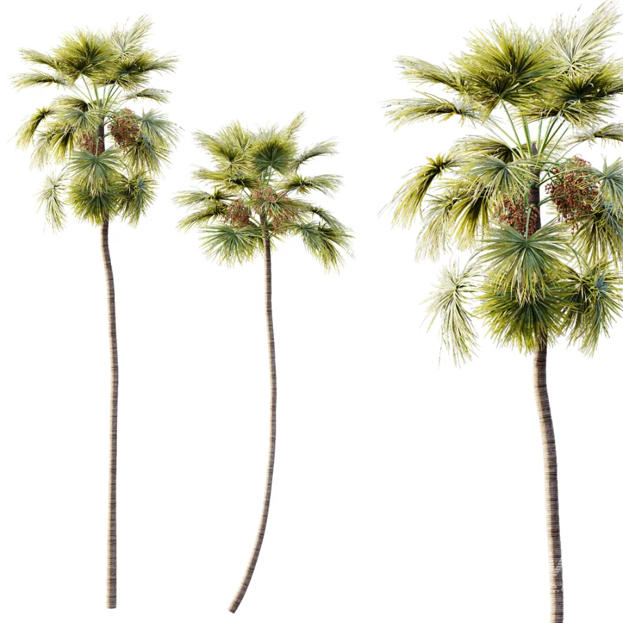 AV Plant Saribus Rotundifolius Palm Tree 01 - Image 1