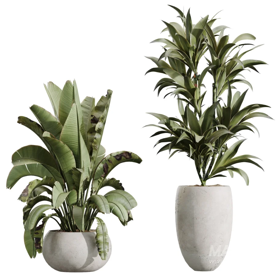 AV Indoor Plants Set 613 Olive Eucalyptus and Chemlali Olive and Ravenala Banana and Lemon Lime Cane - Image 7