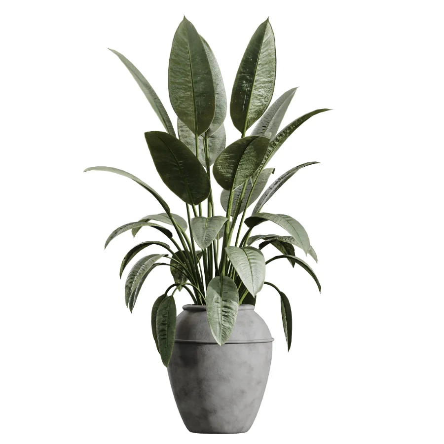 AV Indoor Plants Set 615 Yucca Elephantipes Briful Pachira Ficus Elastica Olive - Image 1