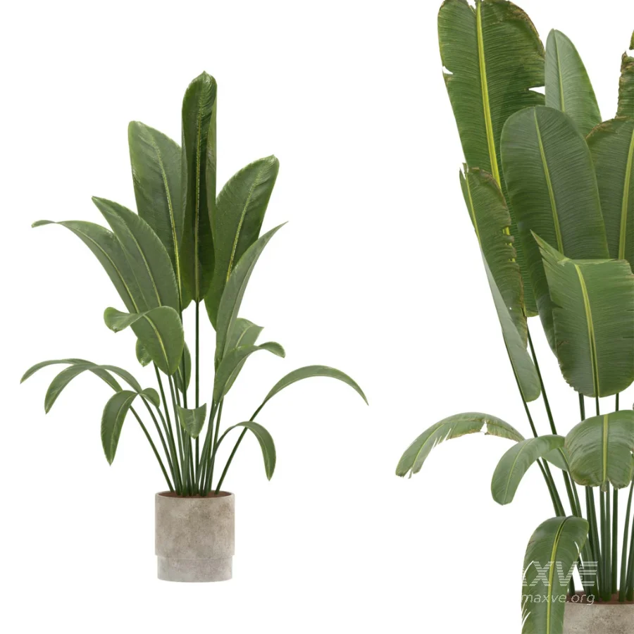 Strelitzia Nicolai- Bird of Paradise-set-024 - Image 3