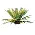 AV Plant Neottopteris Nidus 6 Palm Bush 01 - Thumbnail 5