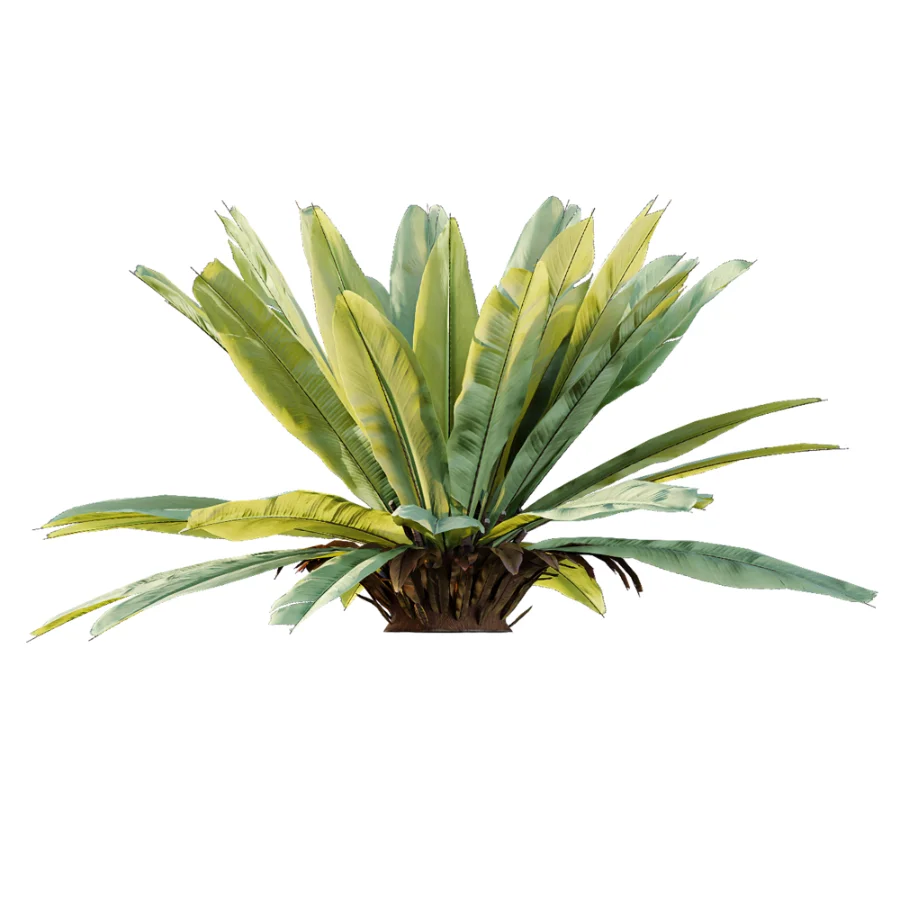 AV Plant Neottopteris Nidus 6 Palm Bush 01 - Image 5