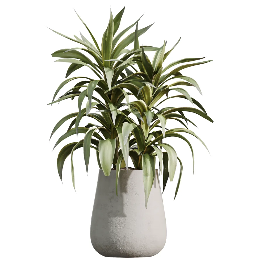 AV Indoor Plants Set 527 Olive Lemon Dragon Ficus Dracaena Marginata - Image 3