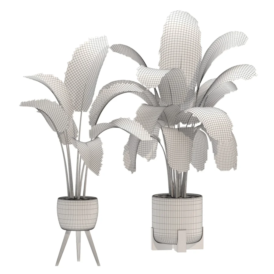 Plant-Collection-Set-Strelitzia-Nicolai-Bird-of-Paradise-Indoor-Plant - Image 2