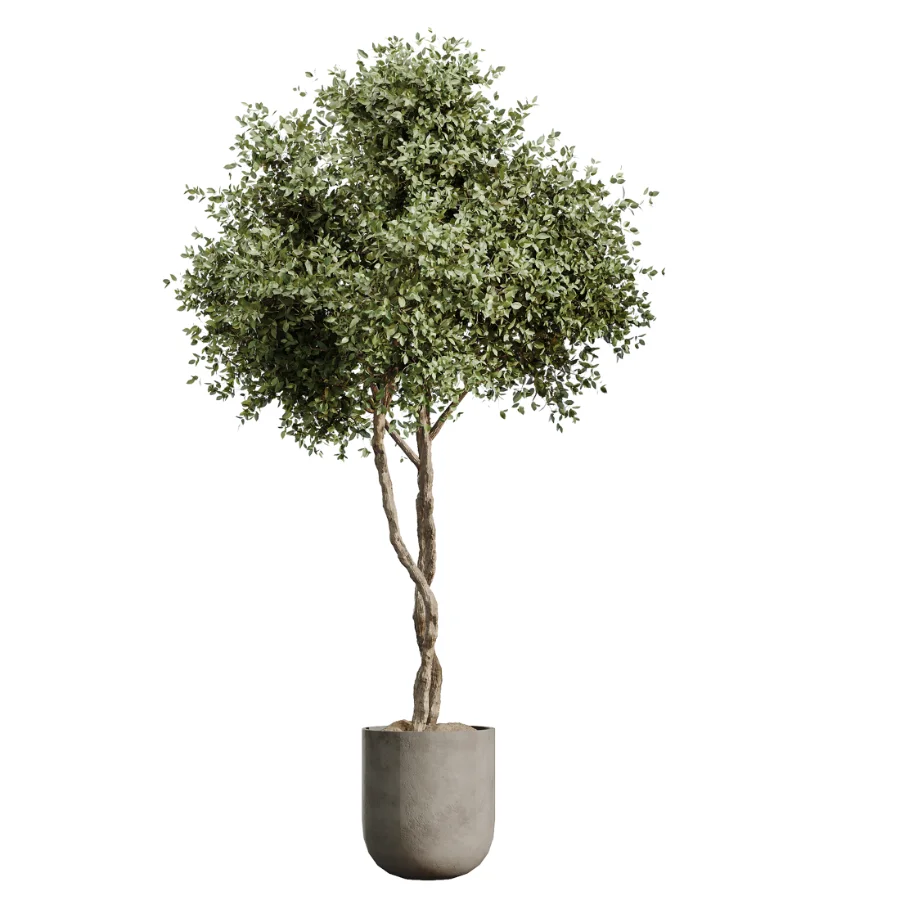 AV Indoor Plants Set 614 Olive Areca Palm Ficus microcarpa Cunjevoi Alocasia - Image 3