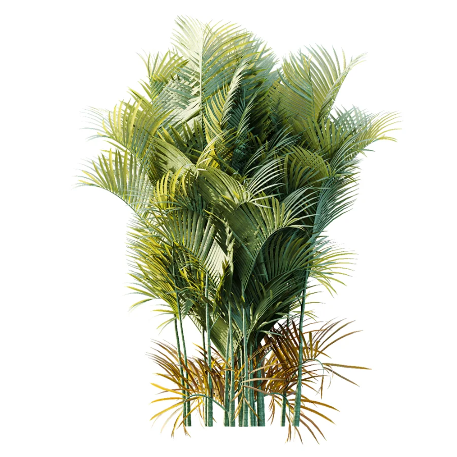 AV Plant Chrysalidocarpus Lutescens Palm Bush 01 - Image 4