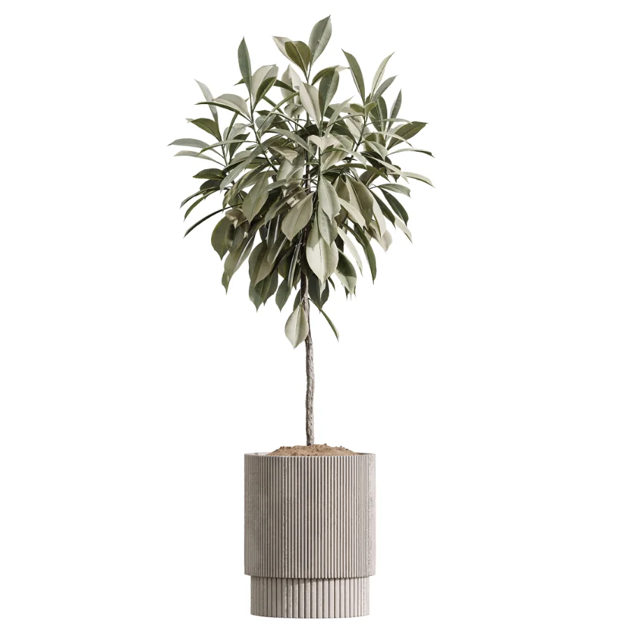 AV Indoor Plants Set 609 Ficus Cyathistipula Olive Palm Bird Of Paradise - Image 3