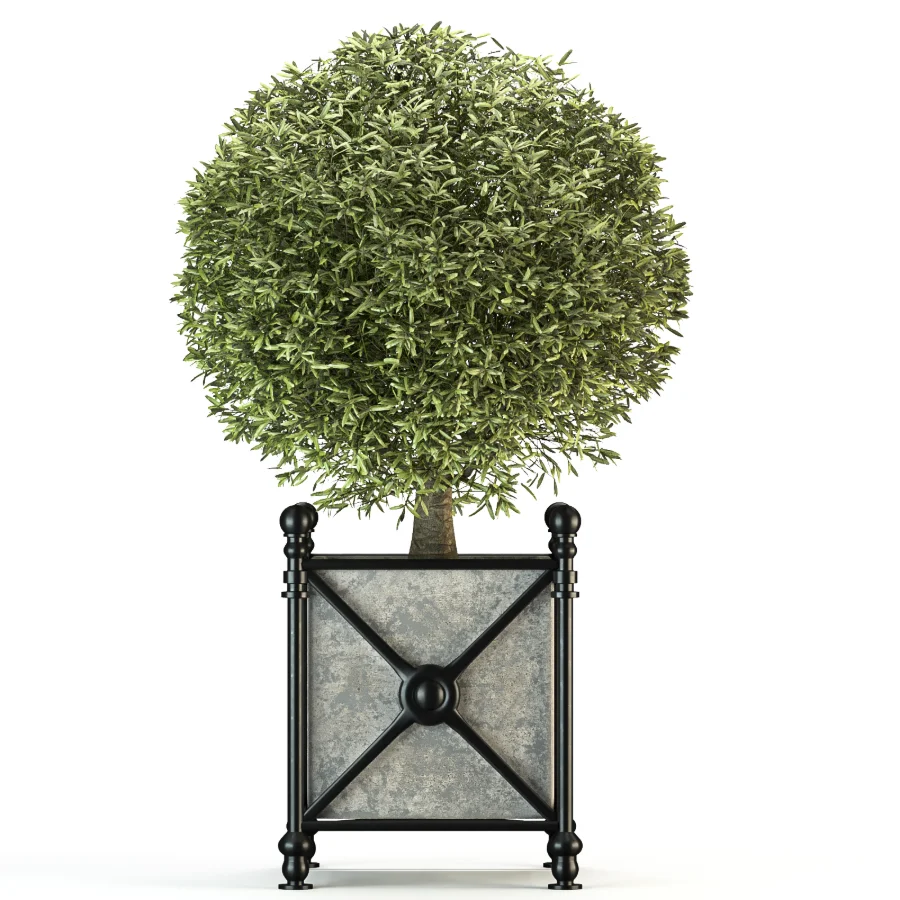 Outdoor Plant 05 - Image 4