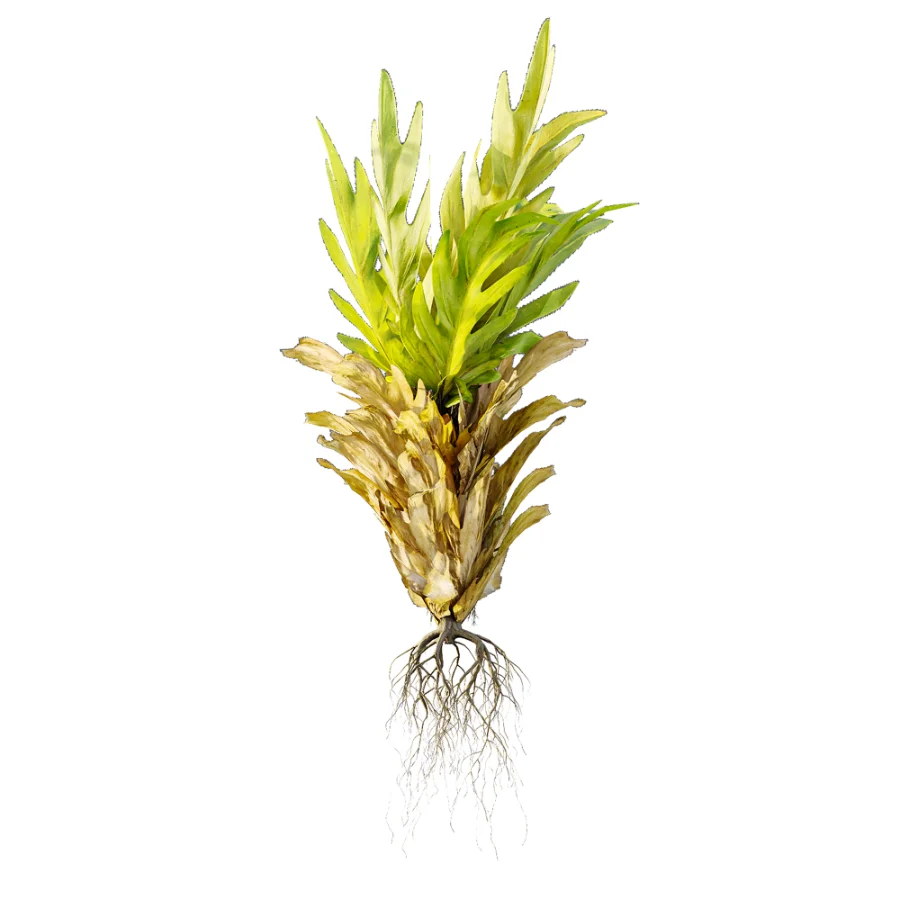 AV Plant Drynaria Roosii Palm Bush 02 - Image 4