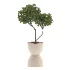 Indoor Plants Set 029-Yucca Elephantipes - Thumbnail 1