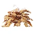 AV Plant Angiopteris Fokiensis Fern 6 Palm Bush 01 - Thumbnail 11