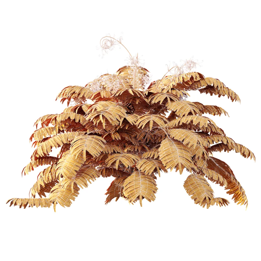 AV Plant Angiopteris Fokiensis Fern 6 Palm Bush 01 - Image 11