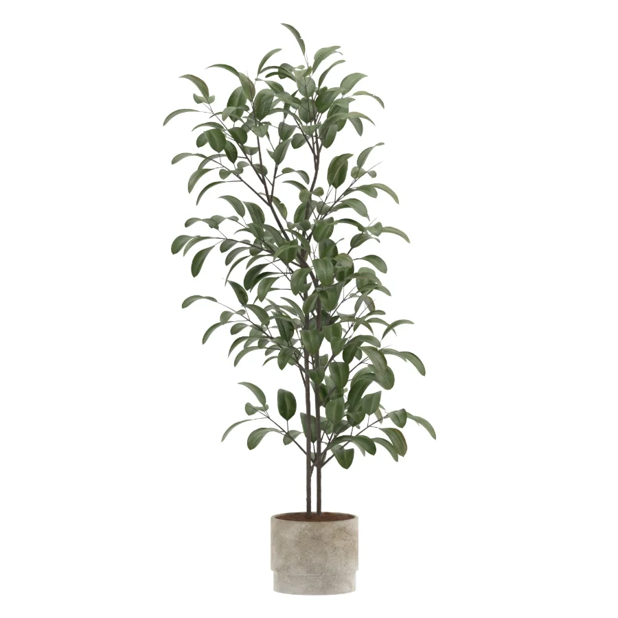 Ficus Benjamina Indoor Plant-set-023 - Image 2