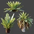 AV Plant Neottopteris Nidus 6 Palm Bush 01 - Thumbnail 8
