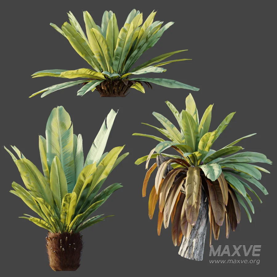 AV Plant Neottopteris Nidus 6 Palm Bush 01 - Image 8