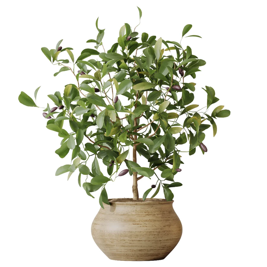 AV Indoor Plants Set 611 Banana Olive Briful Pachira Ficus Binnendijkii - Image 5