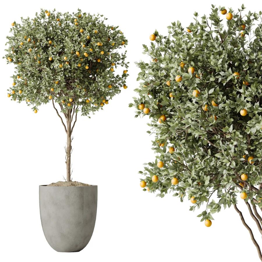 AV Indoor Plants Set 612 Ficus Aspidistra Palm Orange Calamondin Tree - Image 1