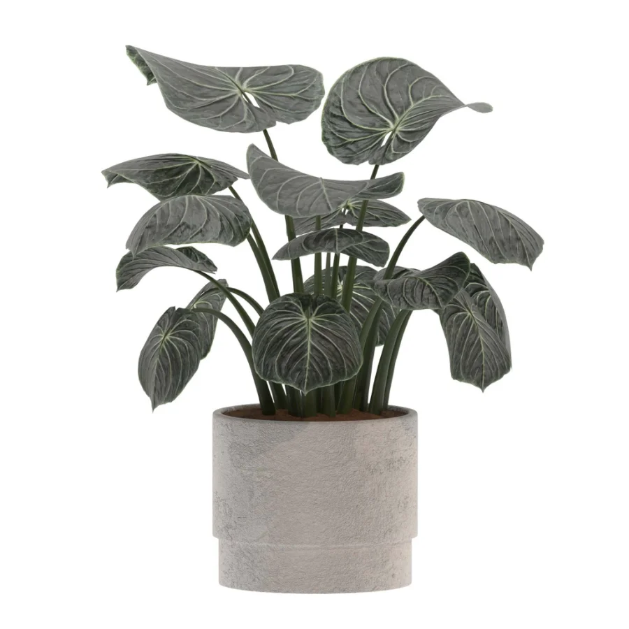 Ficus Benjamina- Monstera Plants-set027 - Image 2