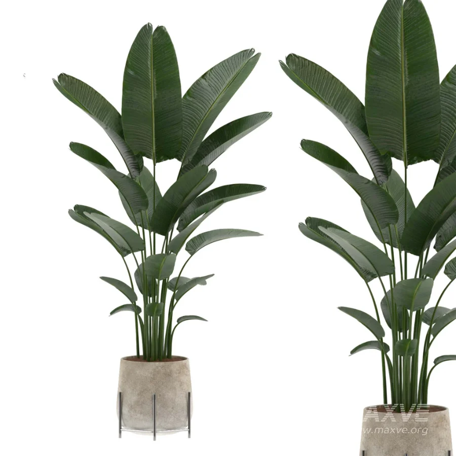 strelitzia-Nicolai-Ficus Benjamina-Plant-set-028 - Image 3