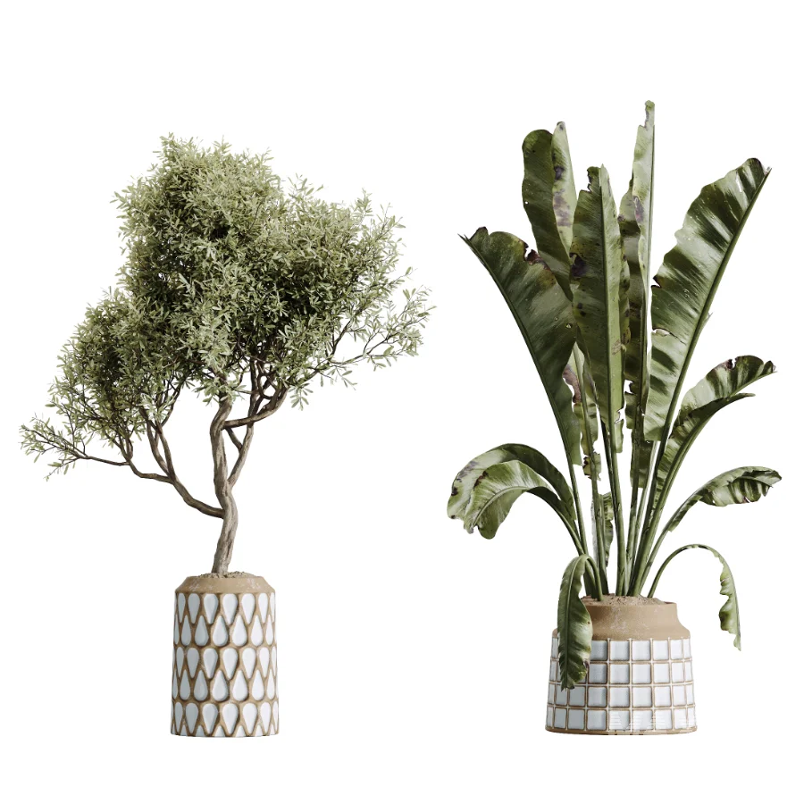 AV Indoor Plants Set 611 Banana Olive Briful Pachira Ficus Binnendijkii - Image 6