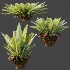 AV Plant Neottopteris Nidus 6 Palm Bush 01 - Thumbnail 7