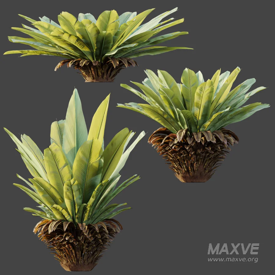 AV Plant Neottopteris Nidus 6 Palm Bush 01 - Image 7