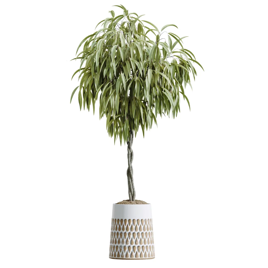 AV Indoor Plants Set 611 Banana Olive Briful Pachira Ficus Binnendijkii - Image 4