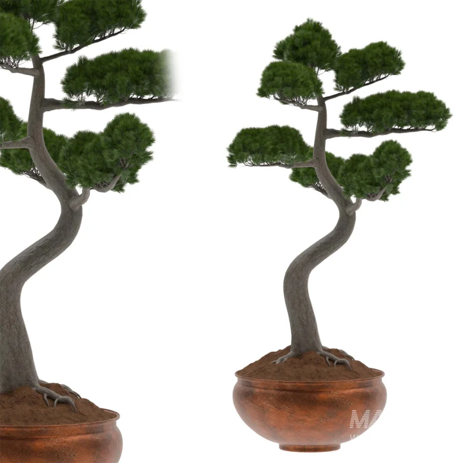 Pine Bonsai Tree-set-003 - Image 2